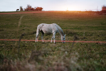 Obraz premium White Male Horse Standing On The Grass Field