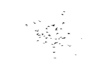 Flocks of flying pigeons isolated on white background. Save with clipping path. - obrazy, fototapety, plakaty