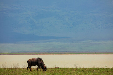 African landscape with a large herd of buffaloes
