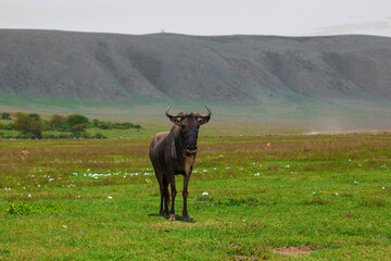 Naklejka premium Blue wildebeest white-bearded wildebeest gnu in nature