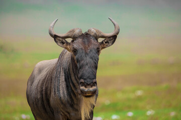 Blue wildebeest white-bearded wildebeest gnu in nature - obrazy, fototapety, plakaty