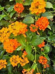 orange and flowers