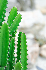 cactus plant or Euphorbia or Euphorbia mayurnathanii ,Euphorbia lactea or Euphorbia lacei Craib - obrazy, fototapety, plakaty