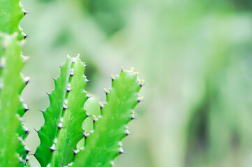 cactus plant or Euphorbia or Euphorbia mayurnathanii ,Euphorbia lactea or Euphorbia lacei Craib - obrazy, fototapety, plakaty