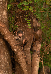 olive baboon (Papio anubis) Anubis
