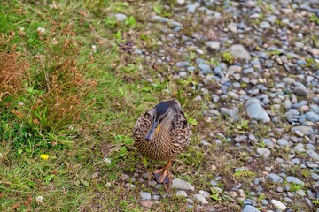 duck on gass and rock