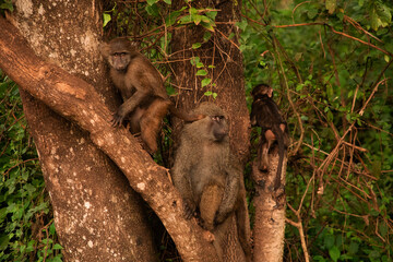 olive baboon (Papio anubis) Anubis