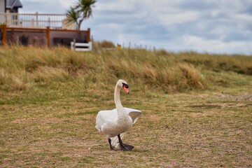 white swan on the river