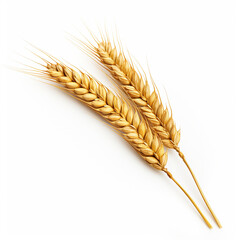 wheat ears isolated on white background