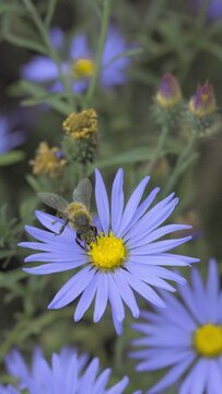 Bee Gathering Nectar from a Daisy Slow Motion Vertical Video