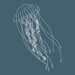 Illustration, contour jellyfish on a blue background. Print, sketch, vector - obrazy, fototapety, plakaty