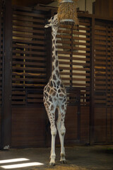 giraffe in the cage