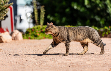 Cat prawling on hardpacked ground in the sun