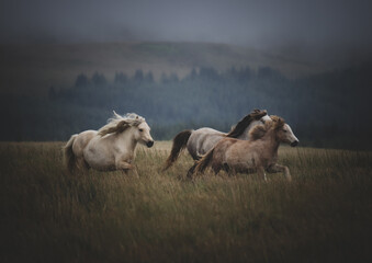 Wild Welsh Mountain Ponies at a gallop