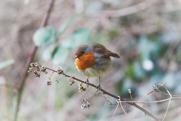 Robin sitting on a branch