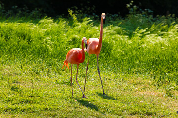flamingos walking in water with green grasses background.