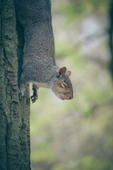 Close-up picture of a squirrel in St George Park, Bristol, England.