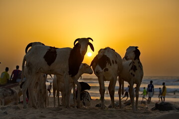 West Africa. Senegal. Silhouettes of a small herd of Nubian goats against the background of the...
