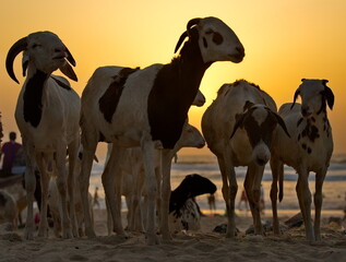 West Africa. Senegal. Silhouettes of a small herd of Nubian goats against the background of the setting tropical sun.