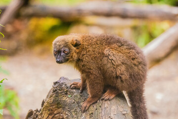 red-fronted brown lemur with long beautiful tail
