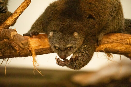 cute wild bear cuscus aulirops ursinus arboreal