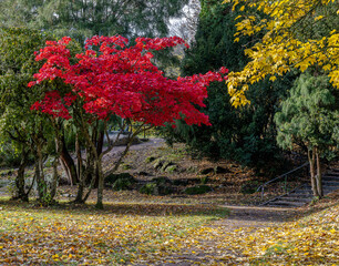 CJapanese Maple in city park Folkparken during early November in Norrköping, Sweden.