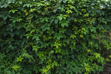 There are different types of compound leaves like pinnate and palmate leaves. Foilage background green nature