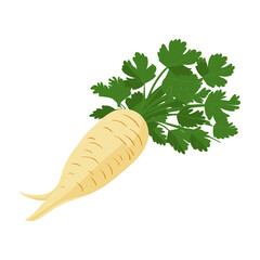 parsnip vector illustration