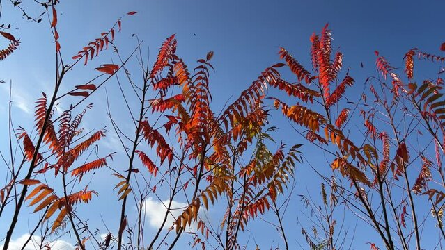Autumn red orange leaves staghorn sumac rhus typhina against blue sky.