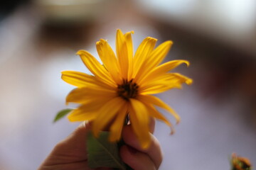 Yellow flower in the hand of a woman. Selective focus.