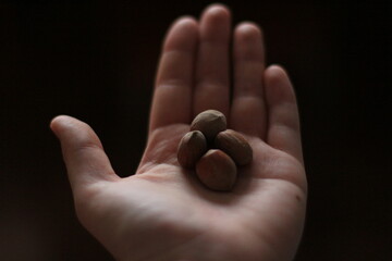 Hazelnuts in the palm of the hand on a dark background 