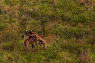 Two giraffes fighting for mating privileges in Reserve