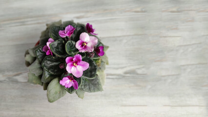pot with blooming purple saintpaulia on a light gray wooden background