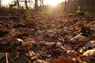 autumn oak leaves on the ground