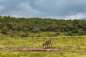 Obraz premium African Waterbuck in long dry grass African wildlife reserve
