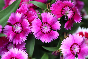 Obraz premium Pink Dianthus flower in bloom.