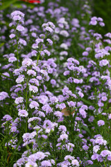 Purple Marguerite flower in bloom.