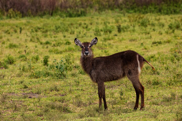 African Waterbuck in long dry grass African wildlife reserve