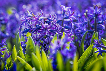 Purple hyacinth flower with green leaves. Early spring hyacinth flowers as background or greeting...