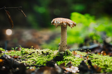 Brown dotted fly agaric with gnawed cap