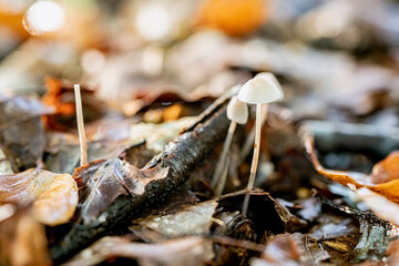 White fragile mushrooms among the autumn leaves on a forest ground