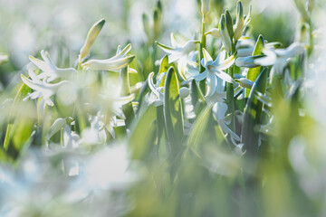 Blooming White Daffodil on bulb field in the Netherlands