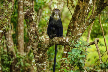 blue monkey sitting on tree in the jungle close-up