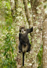 blue monkey sitting on tree in the jungle close-up