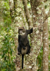 blue monkey sitting on tree in the jungle close-up