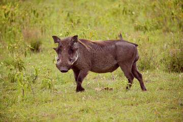 Common Warthog in wild cloceup and looking eyes to eyes