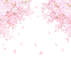 Fototapeta na wymiar 美しい薄いピンク色の桜の花と花びら春の水彩白バックフレーム背景素材イラスト