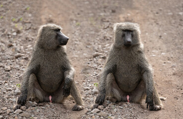 Large male chacma baboon (Papio ursinus) in natural habitat