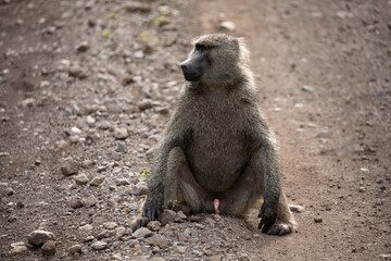 Large male chacma baboon (Papio ursinus) in natural habitat
