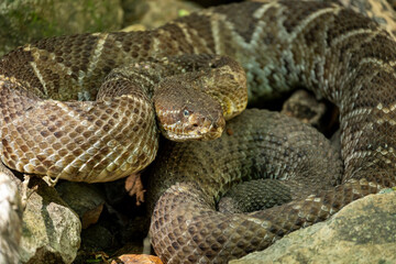 Obraz premium cascabel